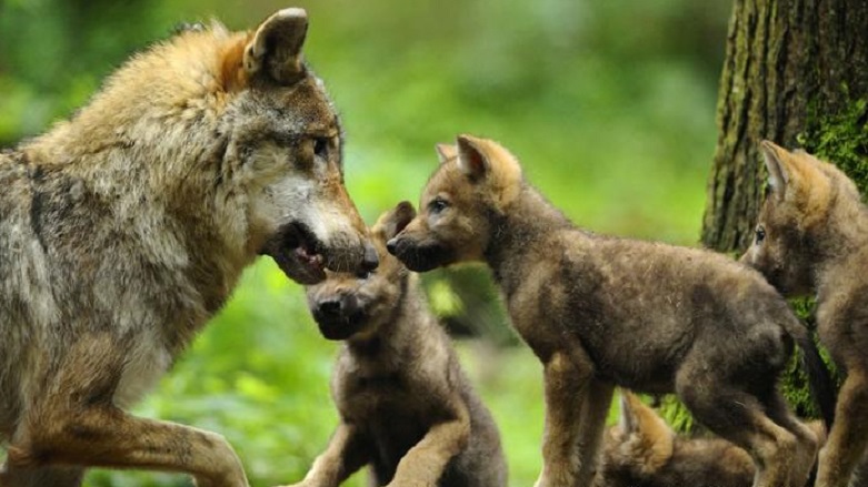 Katilini buluna 10 bin euro 